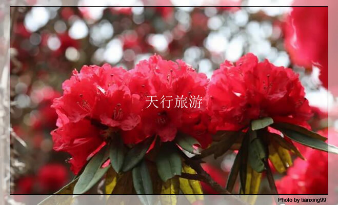 云南包車游攻略，內(nèi)含多條詳細路線推薦其三