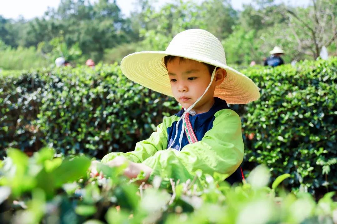 五一假期有安排了嗎？快來(lái)體驗(yàn)采茶制茶品茶樂(lè)趣