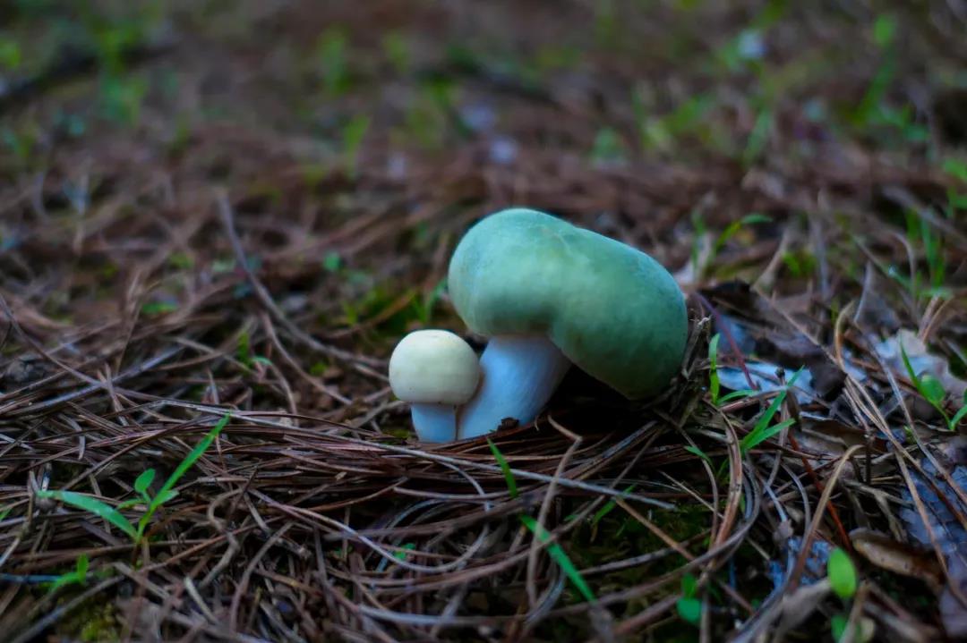 暴雨過后，云南人該做這件事了