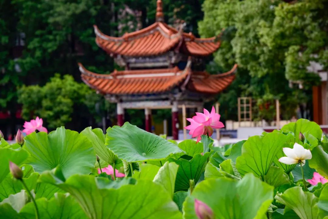 夏日云南這些地方荷花早已盛放,或潔白素雅、或紅如胭脂等你來賞荷