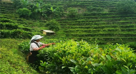 云南旅游 云南旅游