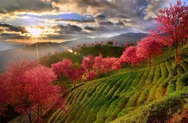 云南旅拍地推薦：云南無量山櫻花谷，春天到達(dá)最早的地方
