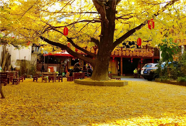 云南傳媒公司：騰沖銀杏村：許你一個(gè)金色的童話世界??！