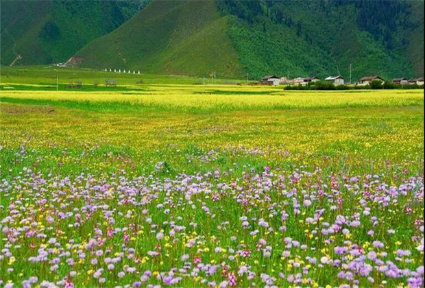 云南傳媒公司：納帕海大草原——一半是湖泊，一半是草原