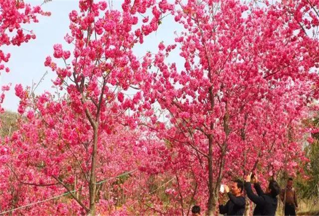 云南旅拍地推薦：撫仙湖的櫻花開了，太震撼了?。? /></a>
                            </div>
                            <div   id=