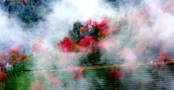 大理無量山櫻花 大理無量山櫻花