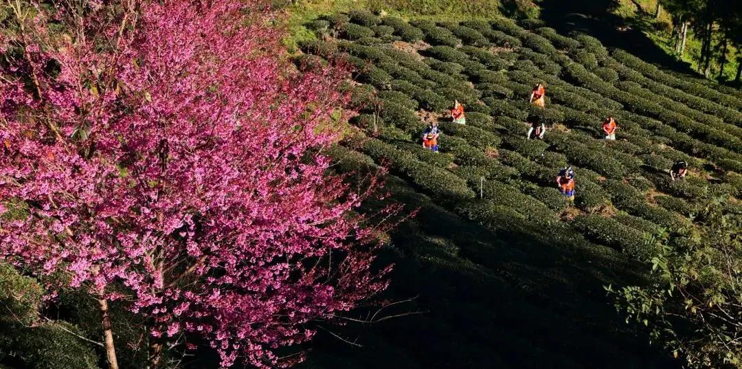 楚雄白竹山櫻花 楚雄白竹山櫻花