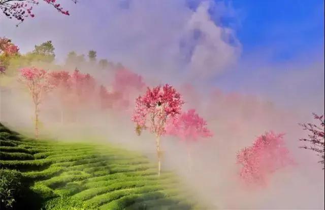 楚雄白竹山櫻花 楚雄白竹山櫻花