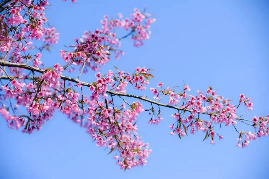 紅河太平湖森林小鎮(zhèn)櫻花 紅河太平湖森林小鎮(zhèn)櫻花