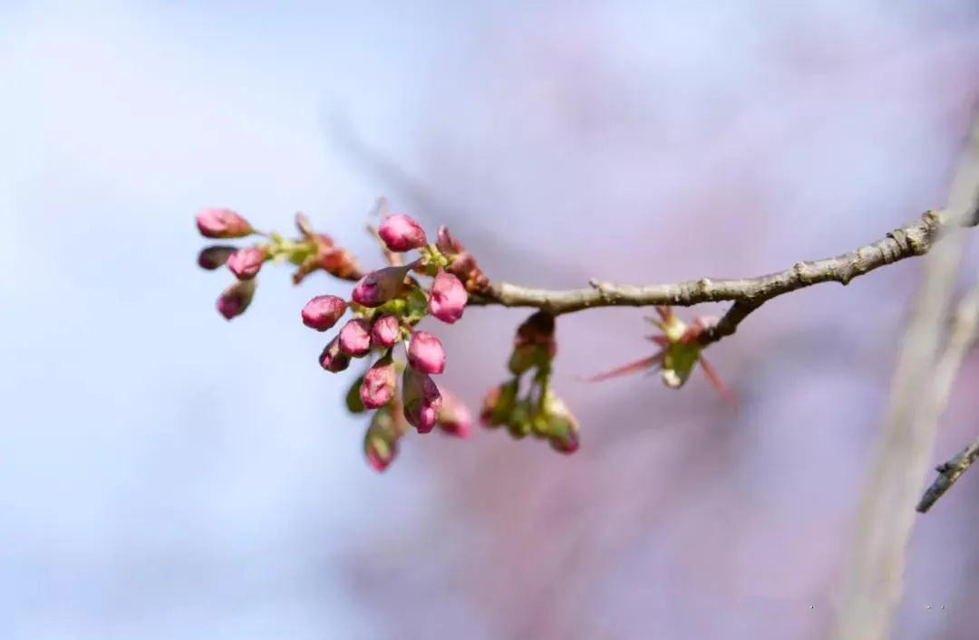 紅河太平湖森林小鎮(zhèn)櫻花 紅河太平湖森林小鎮(zhèn)櫻花