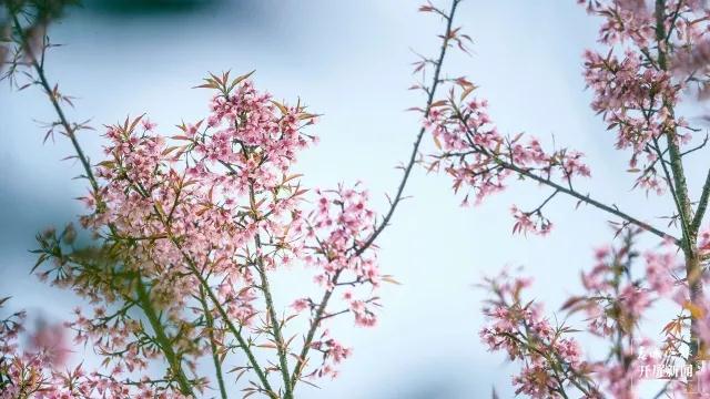 保山龍陵櫻花 保山龍陵櫻花