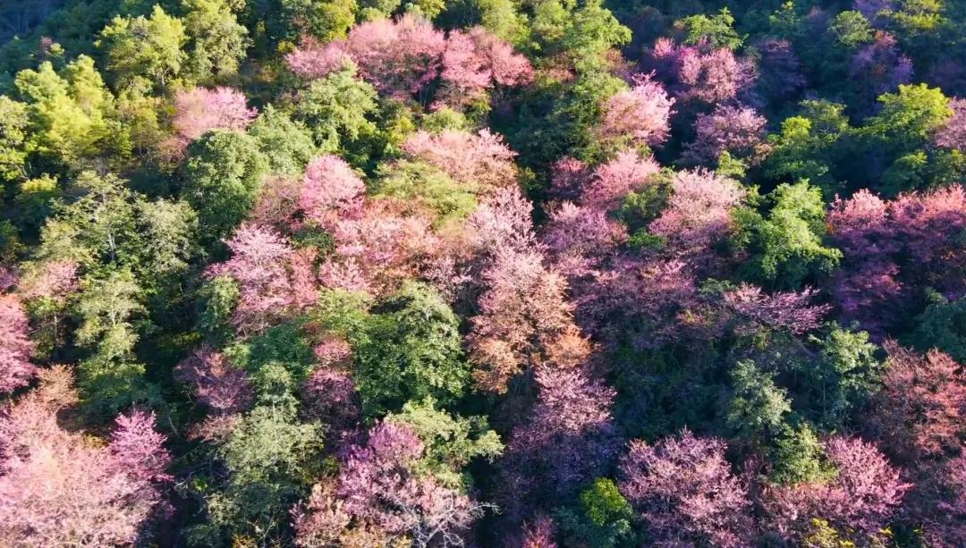 保山施甸櫻花 保山施甸櫻花