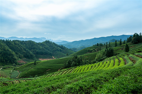 云南旅游 普者黑深藏在云南群山中的人間絕色！美在隨風(fēng)搖曳的萬畝荷花海