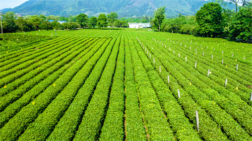 參加云南游學(xué)夏令營(yíng)的內(nèi)容介紹及項(xiàng)目特色