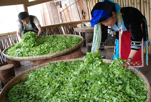 普洱定制旅游 普洱研學(xué)旅行 國家級非遺項目：寧洱普洱茶·貢茶制作技藝